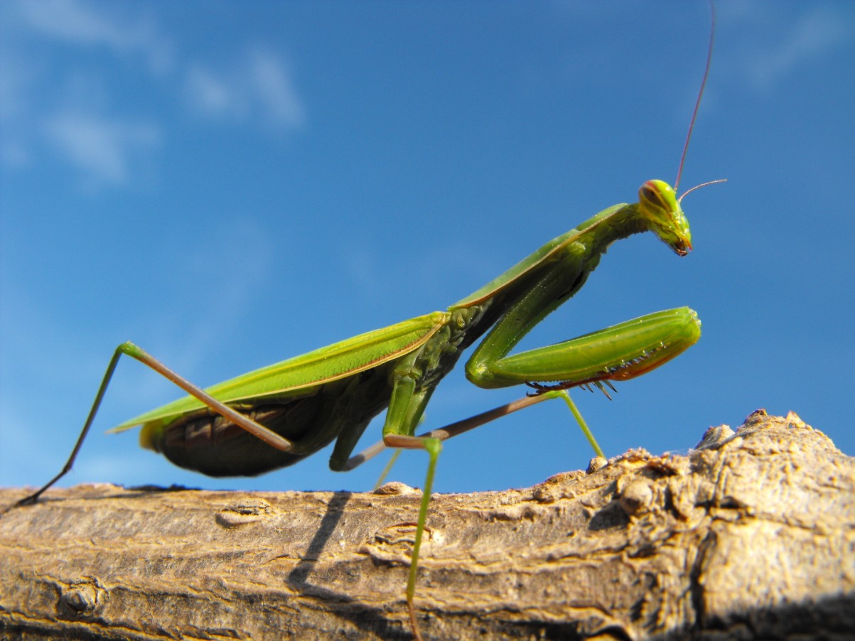 Mantis religiosa